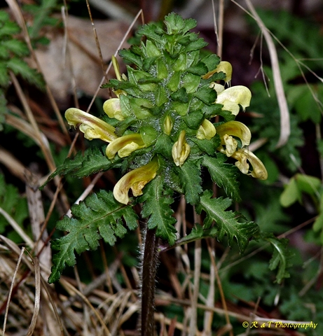 {Pedicularis canadensis}
